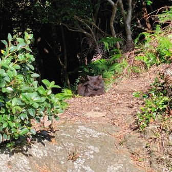 ふと横を見ると猫いました猫。
