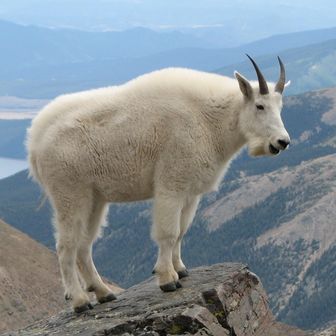 Mountain Goat