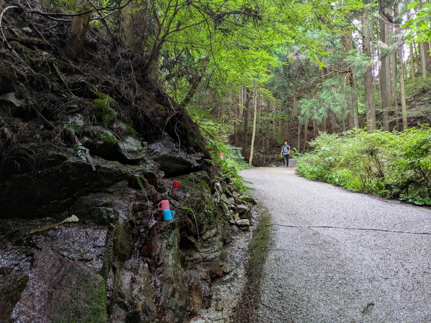 関西人気No.1の金剛山。豊かな緑と清流に包まれる癒やしの日帰り山旅の写真