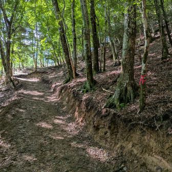 重機で踏み固めた感のある入口だな