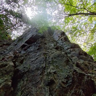 下りは休憩なしで北コースへ。富士見峠過ぎてすぐの大きな岩。立派なのに名前ないのね。
山頂方面で挨拶した方二組を下りで追い越したとき、どちらからも「早いですねー」と声掛けられた。ペースが早いわけではなく、休憩しないで折り返してきてるだけなのです。