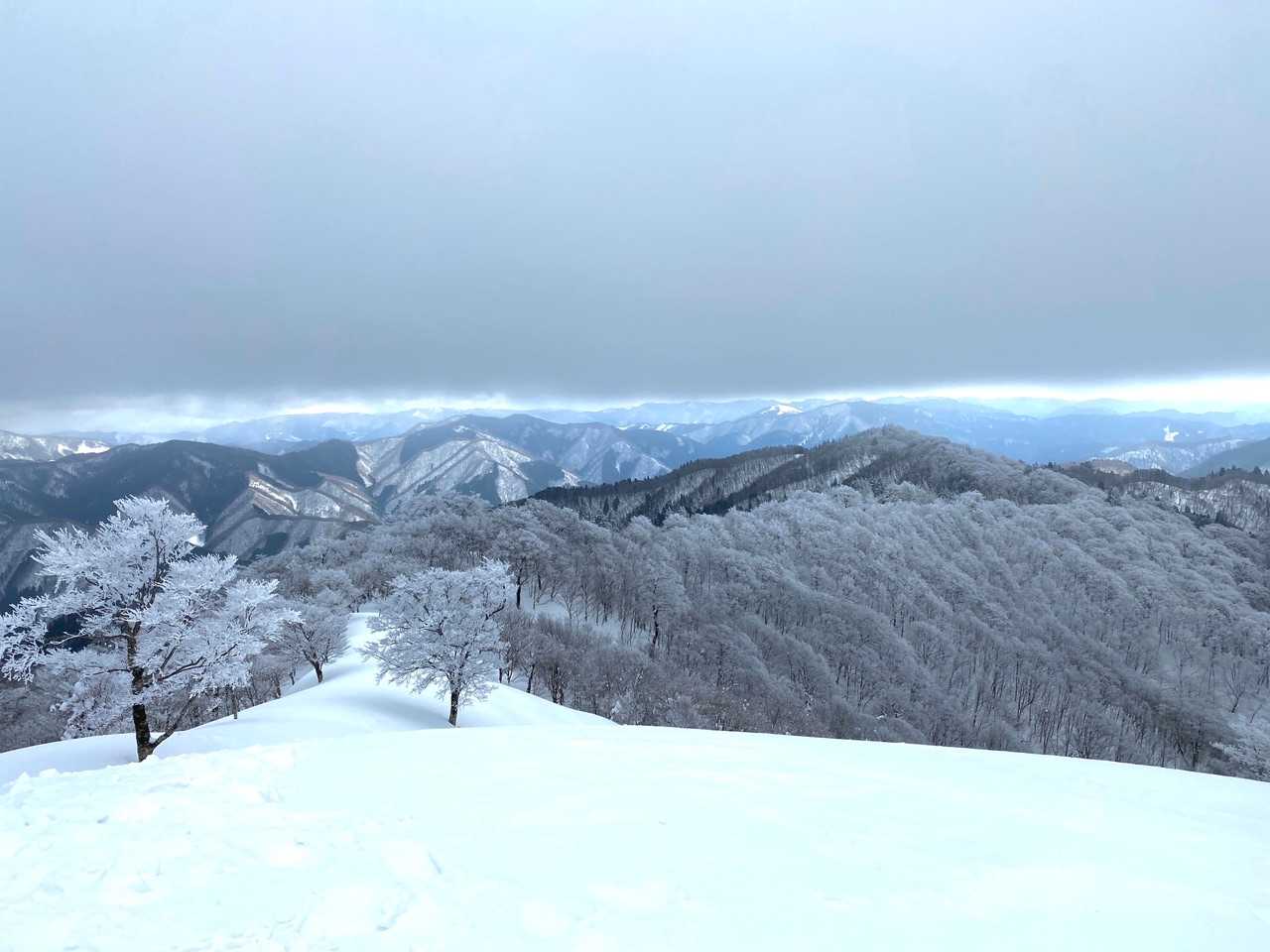 南尾根は霧氷畑、綺麗だ。
この稜線を行くと巨大ブナがあるが体力的にムリ。