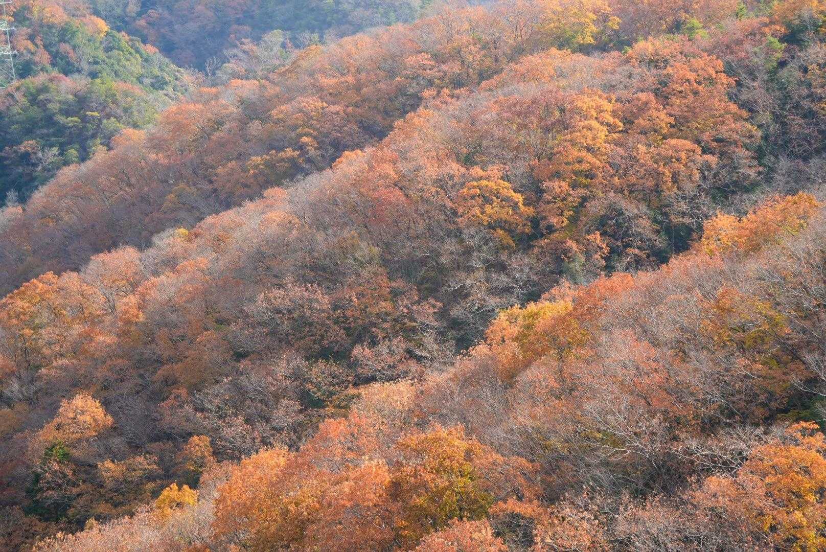 木々の彩が綺麗
