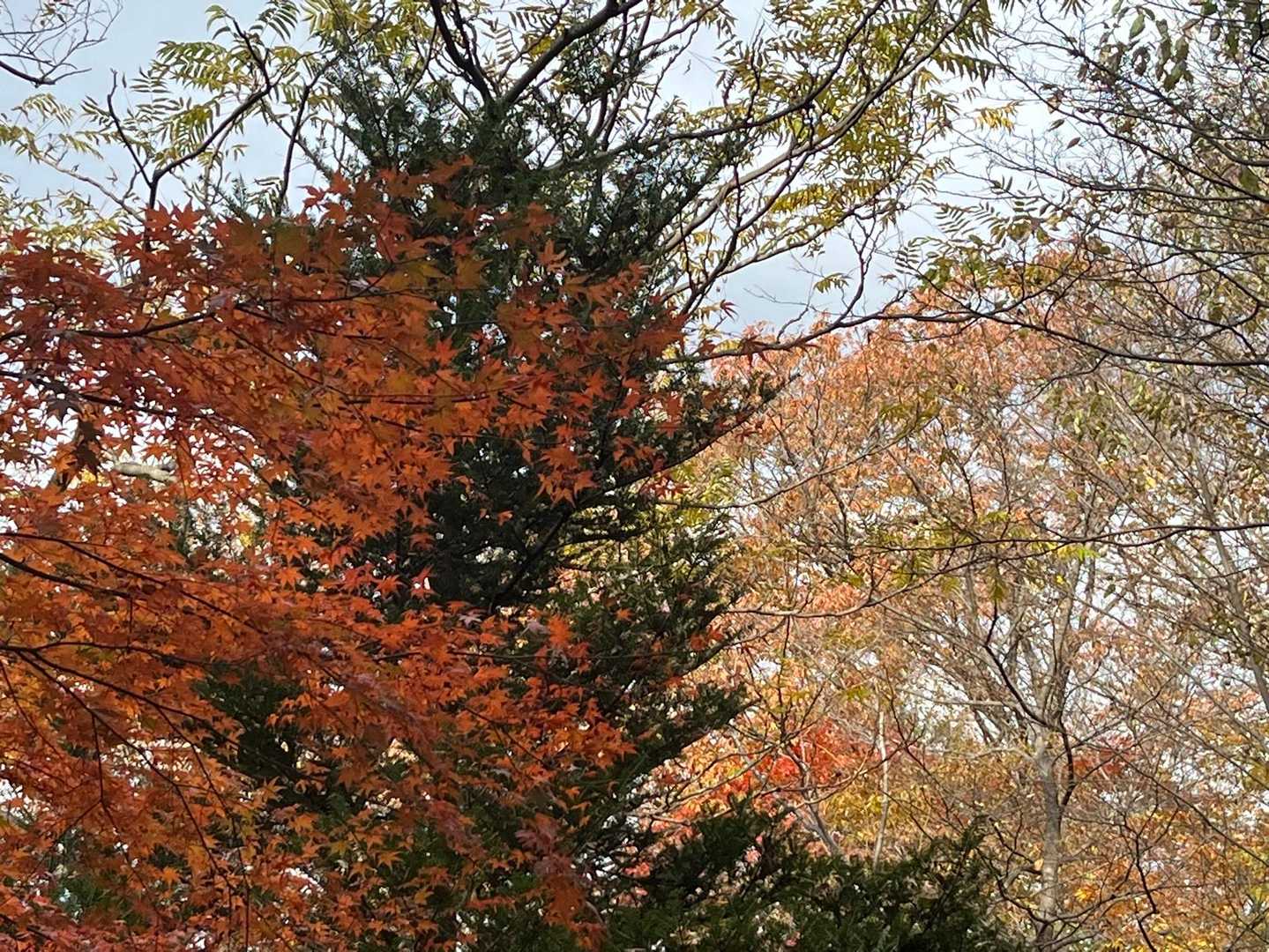 立ち止まってはパシャリ
