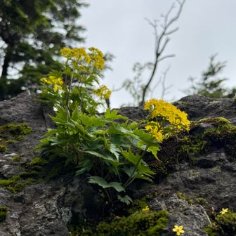 花の形が🌼