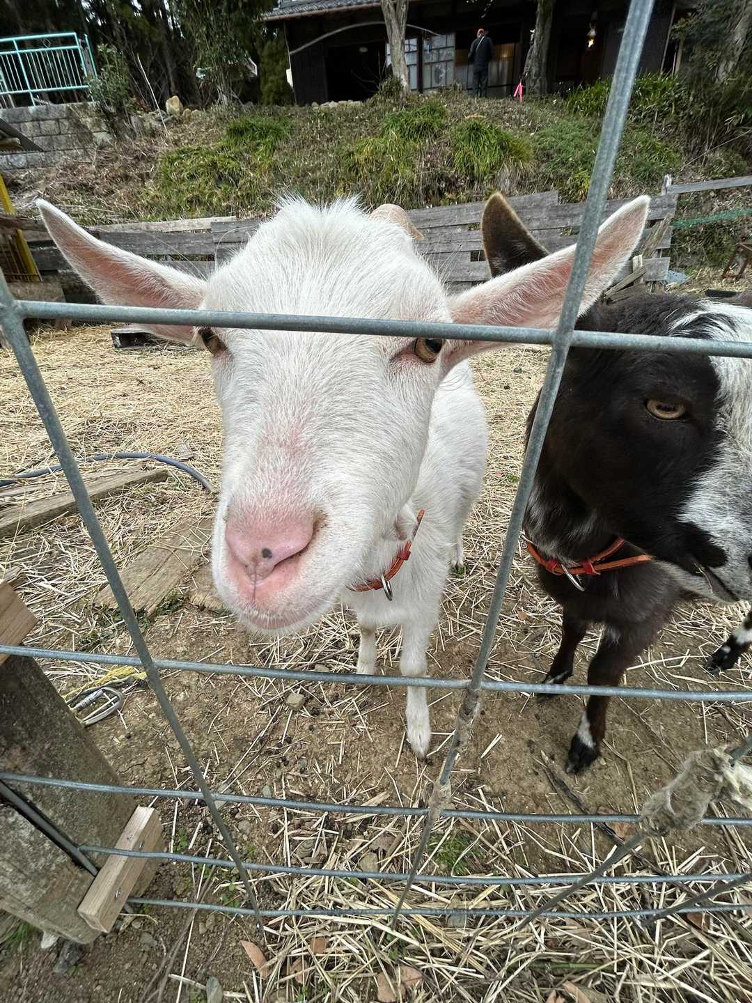 カバー写真用

かわいいなあ😍