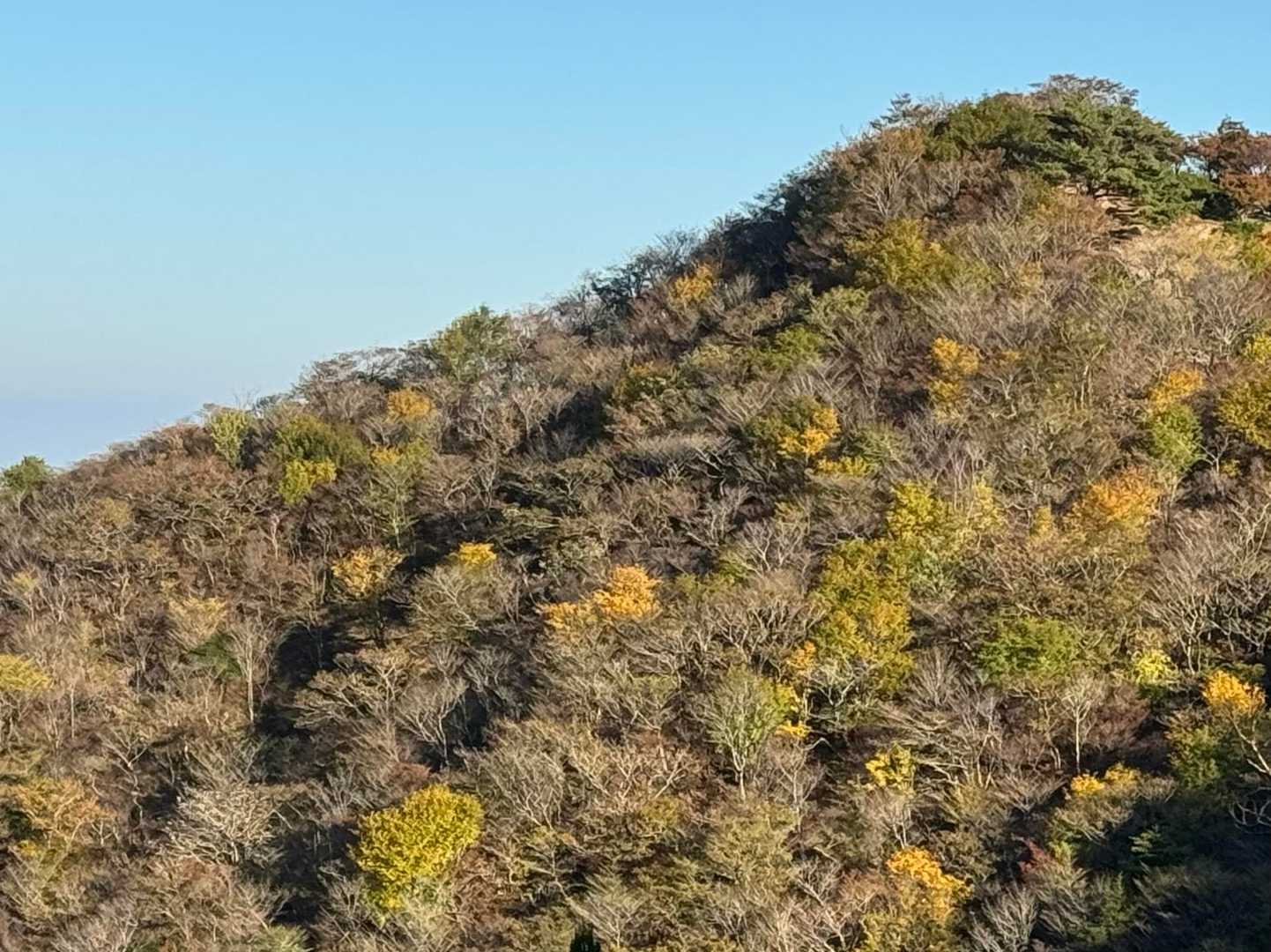 一気に進んだ紅葉