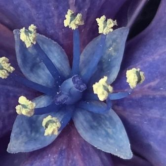 紫陽花の中をZOOM🌸