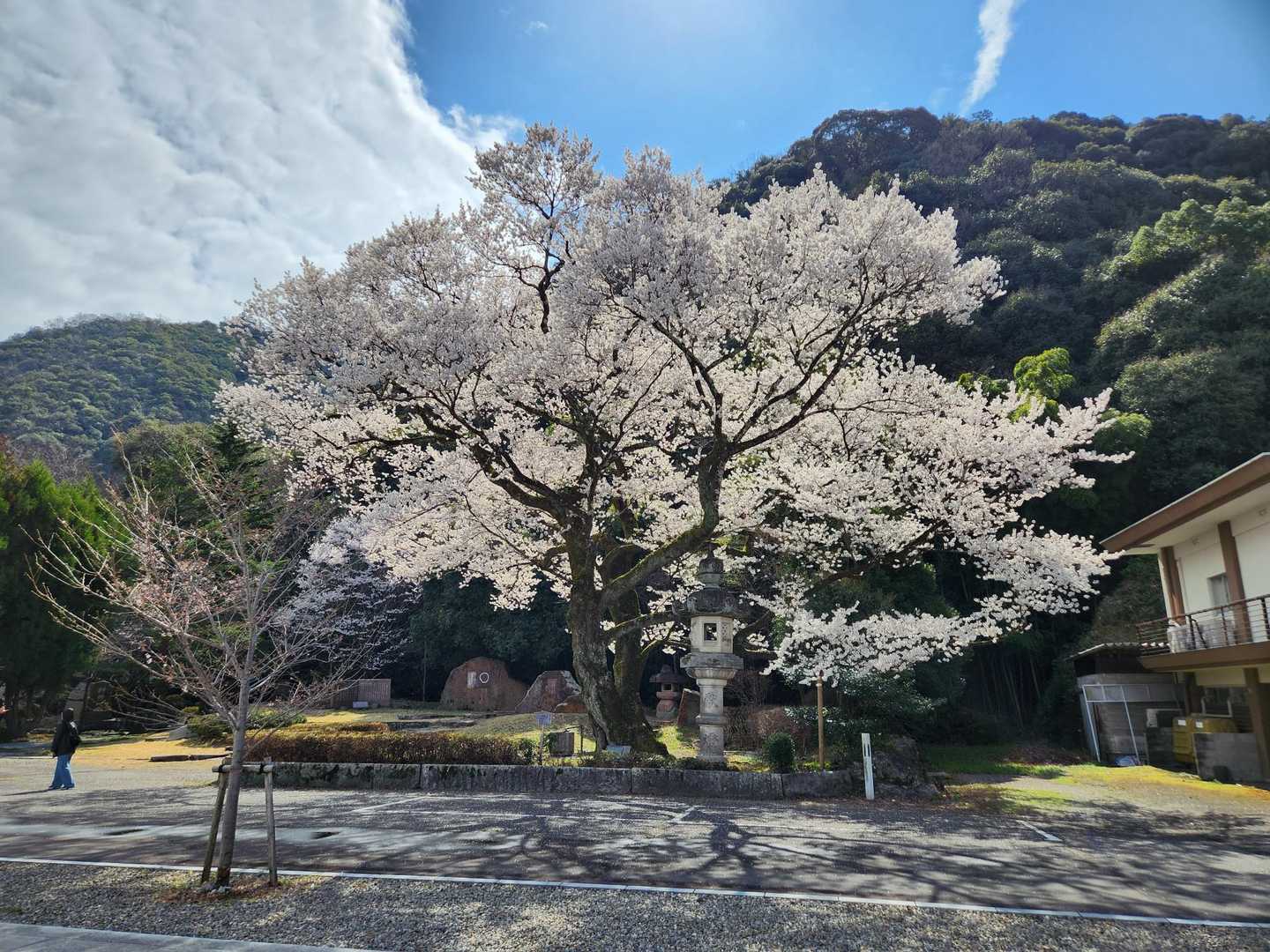 桜の金華山 / ヤッサンの登山データ | YAMAP / ヤマップ