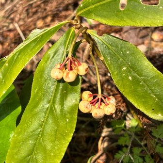 白い実
なにかな？