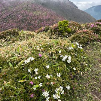 白い株のミヤマキリシマ。奥は三俣山本峰。
