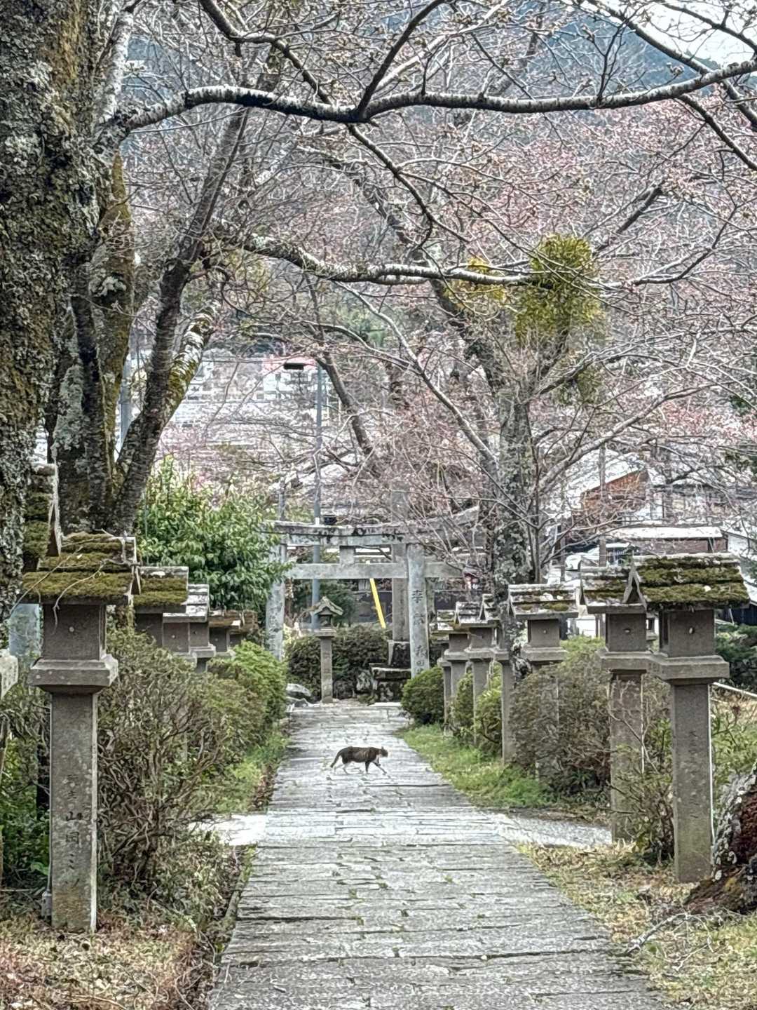 猫🐈逃げてった笑笑