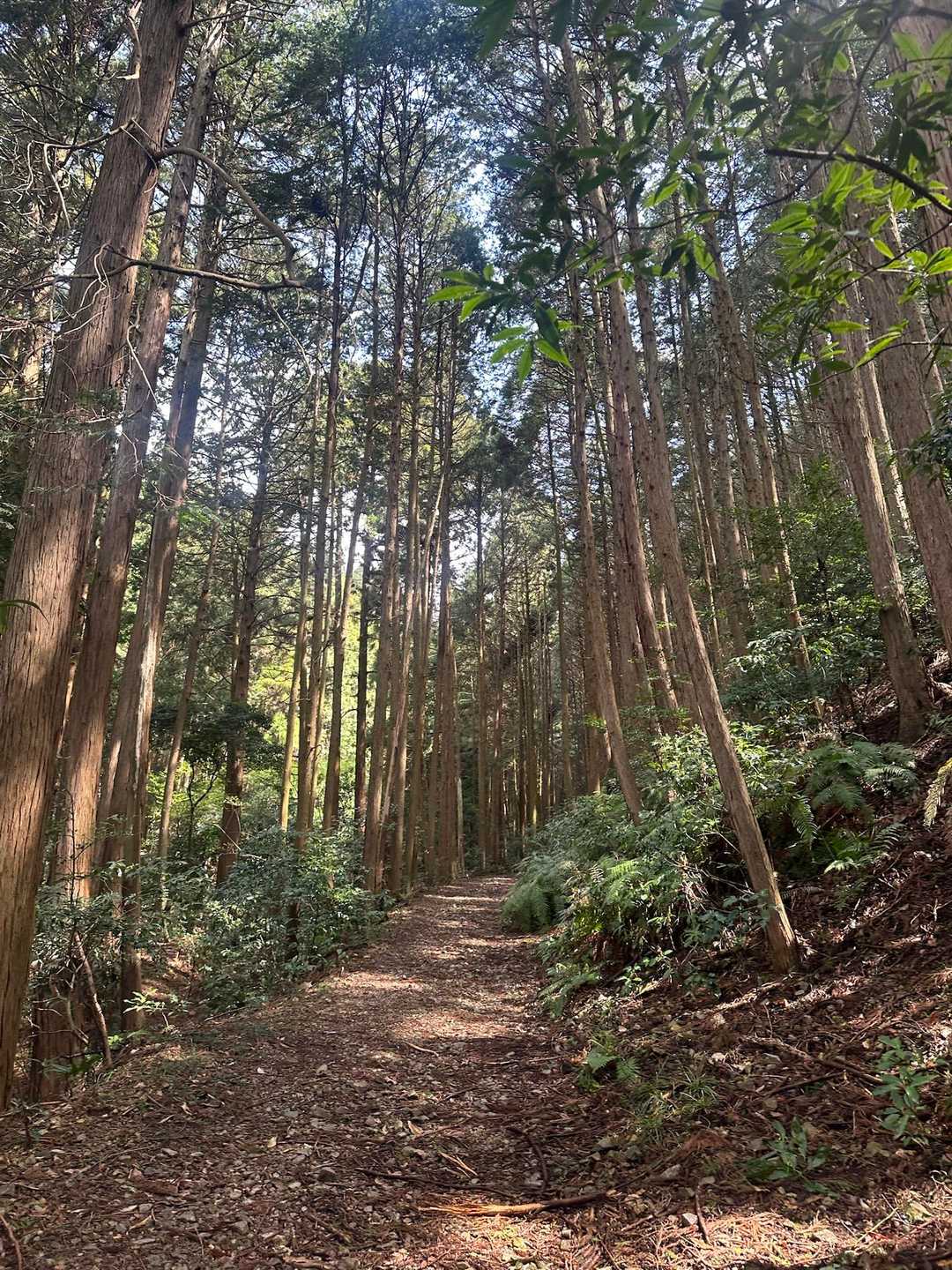 木漏れ日差してイイ感じ