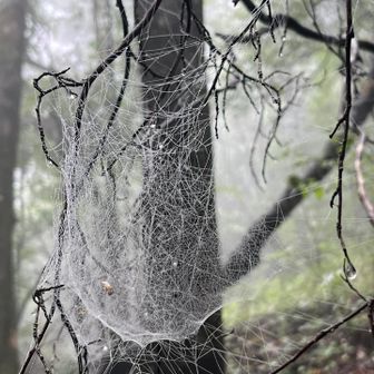 蜘蛛のレース編み 。

作品があちらこちらに🕷🕸