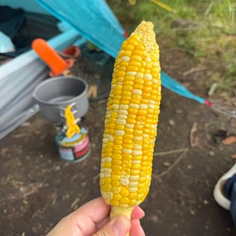 阿蘇で2泊したペンションのおばあちゃんがくれた🌽
坊がつるに行くと言ったら、湯掻いたのを持たせてくれた。
甘くて超美味しかった。
優しい人だったなあ🥹
また泊まりたいなあ。