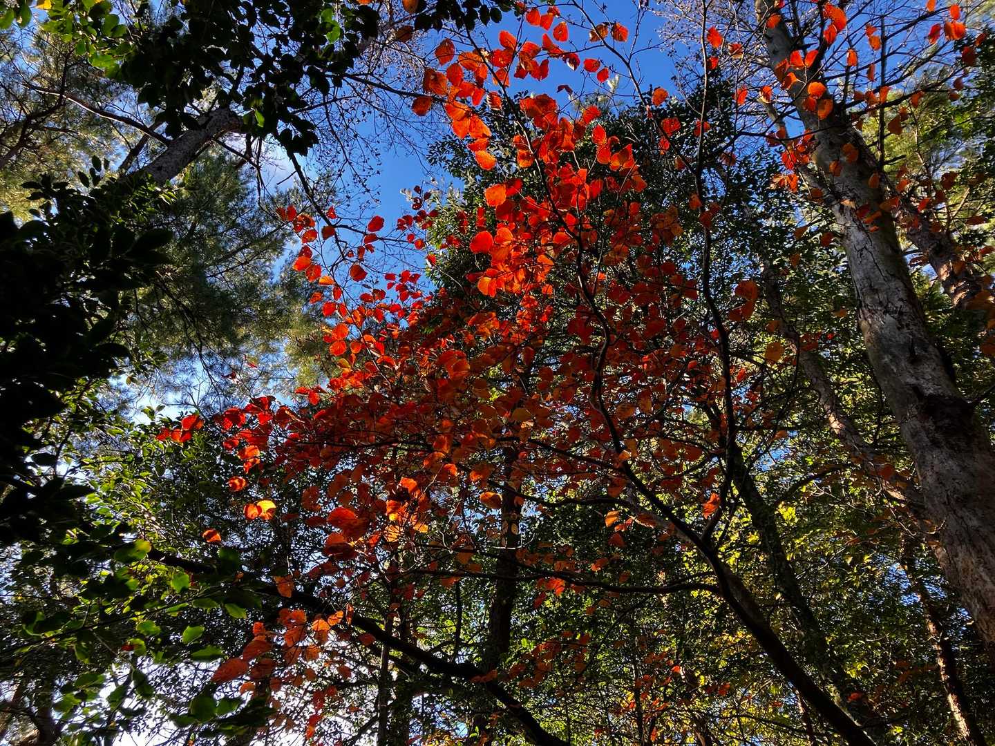 話し合って余呉湖一周することにしました
こちらのルートも紅葉がいい感じ🍁
