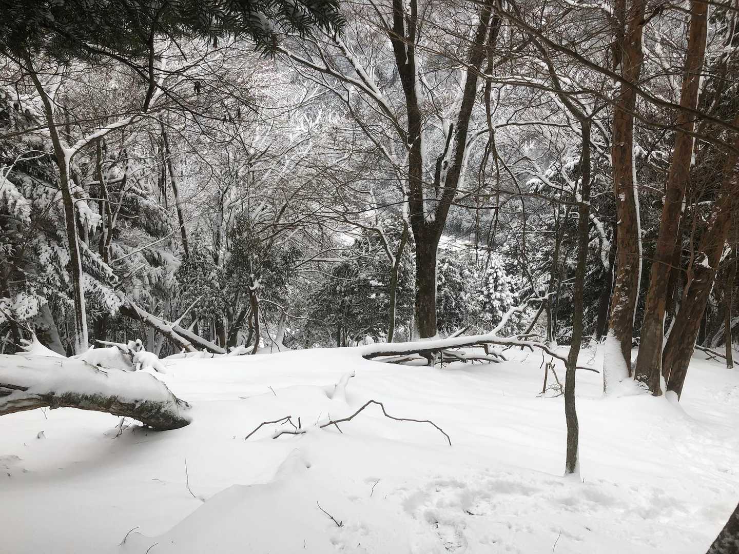坊村バス停-坊村登山口-御殿山-ワサビ峠-武奈ヶ岳-コヤマ 縦走コースの写真