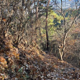 落ち葉は積もっているがそれほど滑らない