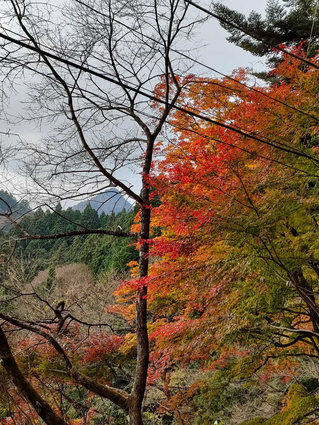 でも、キレイな紅葉🍁🍁見るとウキウキ🎶