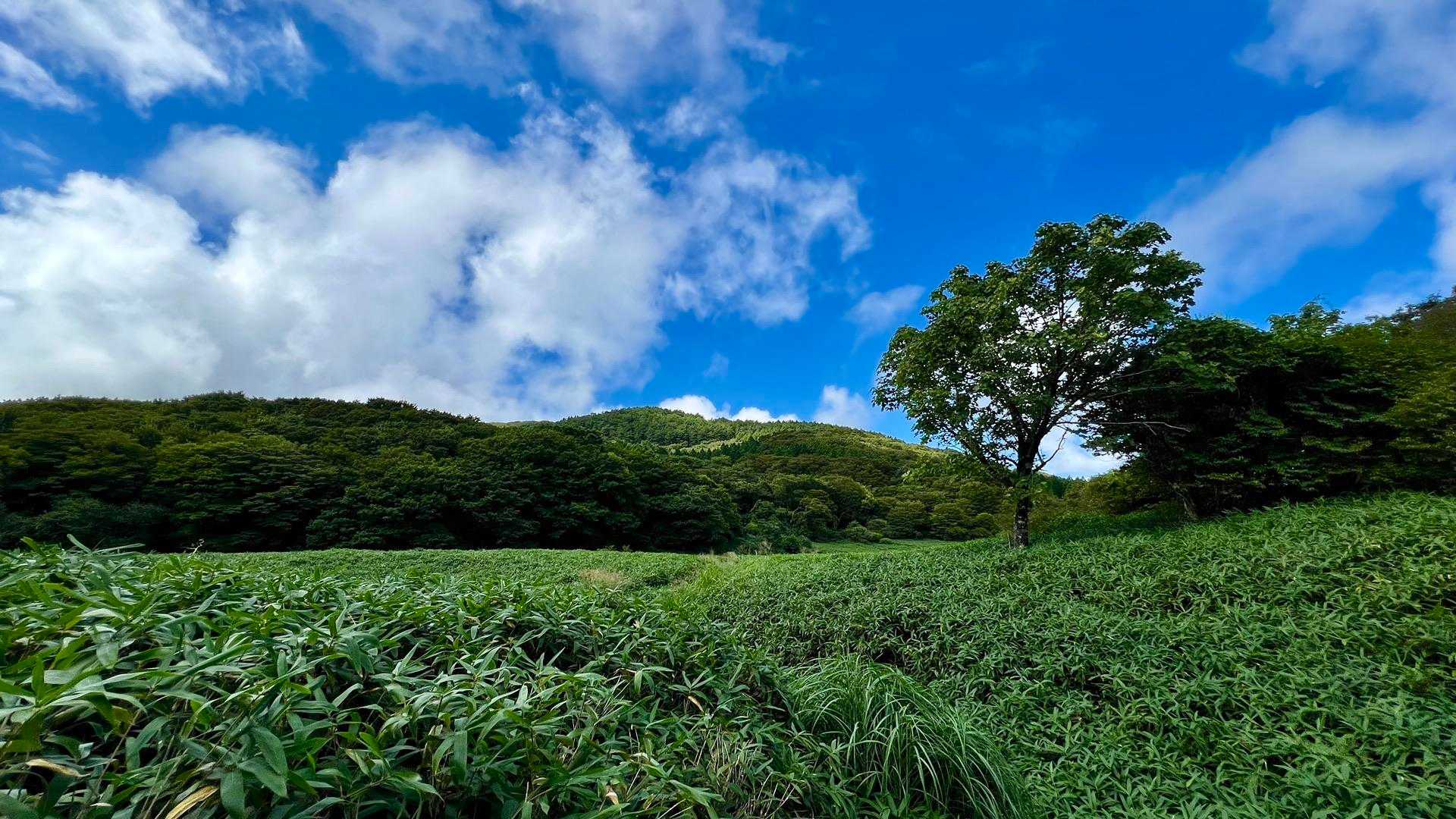 風穴登山口-皿ヶ嶺 周回コースの写真