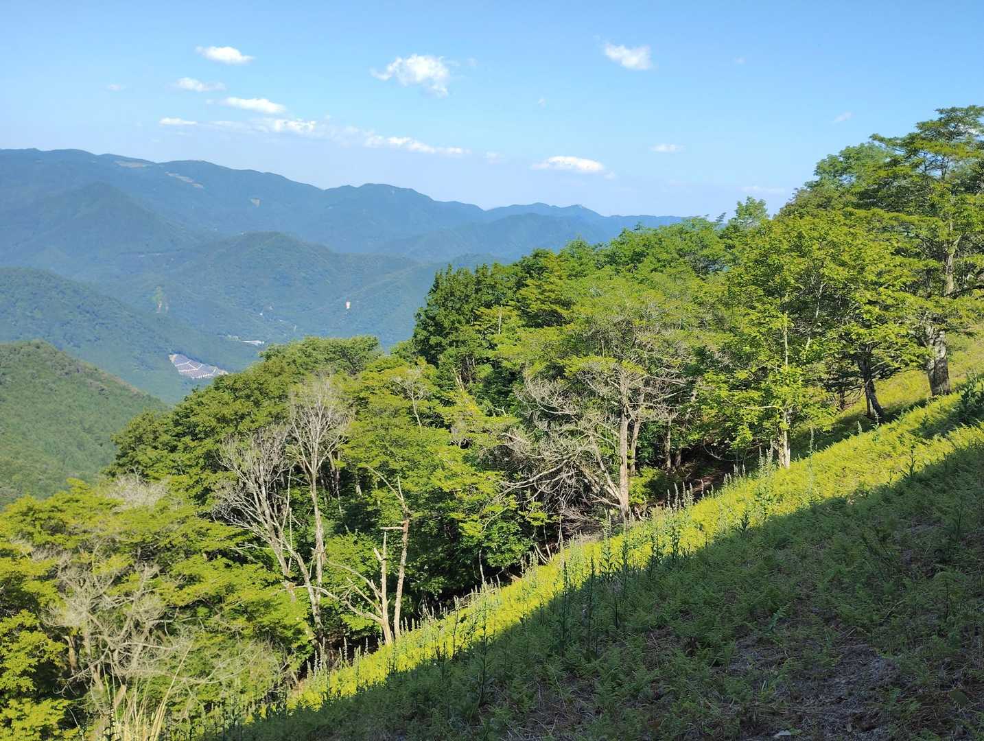 この斜面一帯にジギタリスが咲いていたけど…