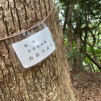 大つぶらでした。
つぶらとは？
丸い地形の峰、らしい。
曲輪の跡みたいです。