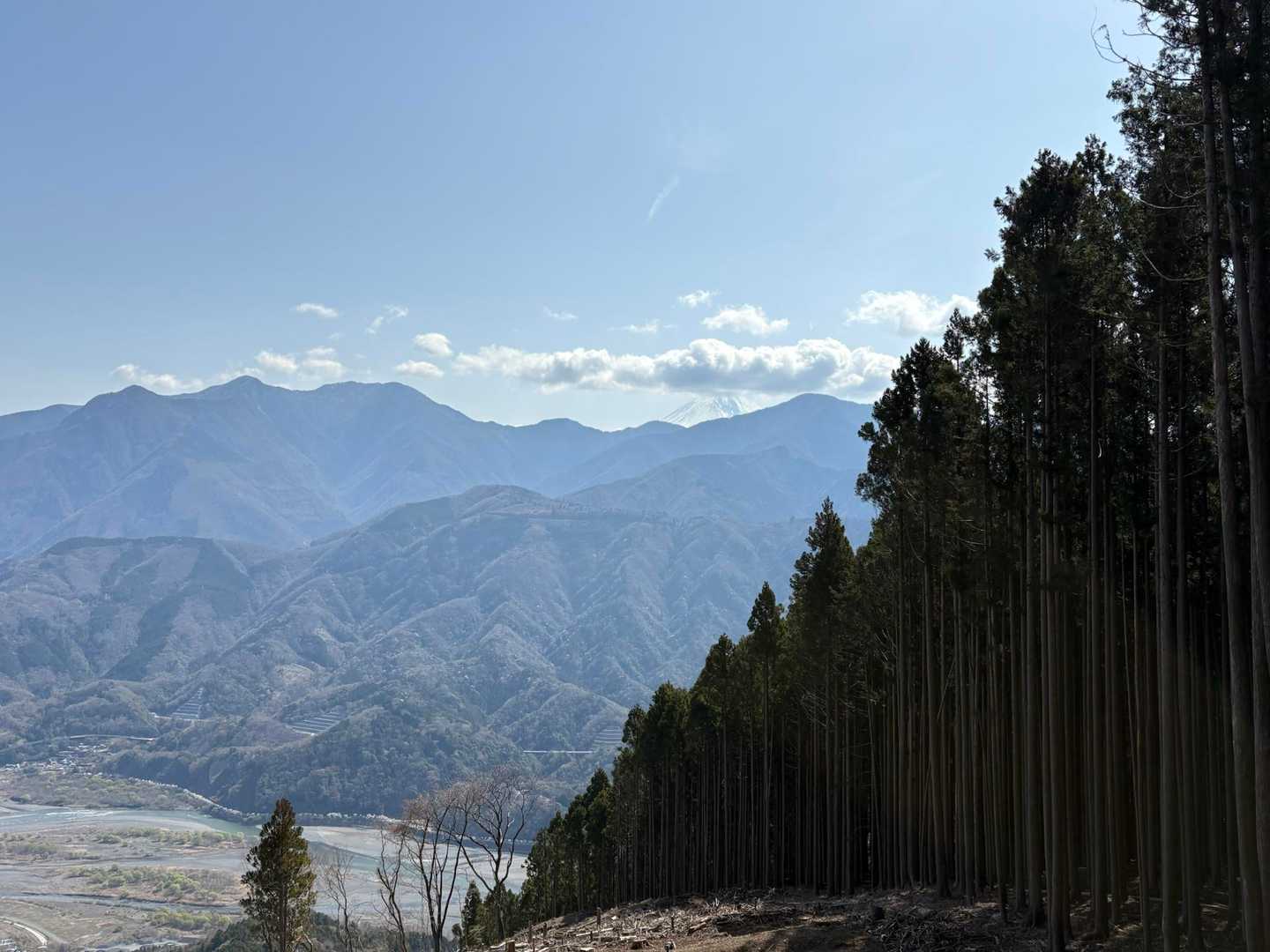 途中開けると富士川に富士山が。川の堤防は桜並木です🌸