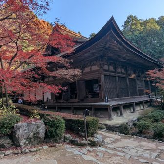 本堂（国宝）であります🙏
こちらの紅葉🍁は「血染めの紅葉🍁😫」と呼ばれているそうです!!😰
ネーミングが少し抵抗ありますけど😅
それくらい綺麗な紅葉🍁と云う受け取り方が正解ですかね🙀