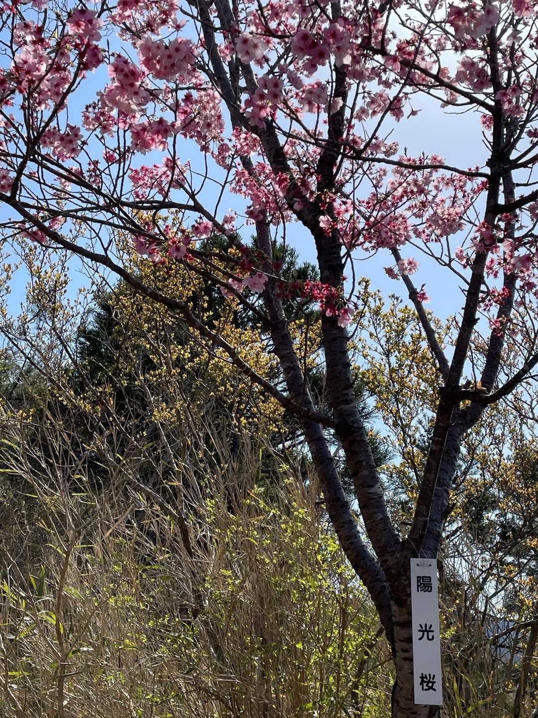 中宇利丸山 往復コースの写真