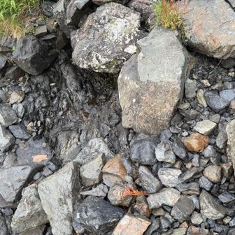 椹島降下点過ぎた所の水場
少量ですが、流れてます