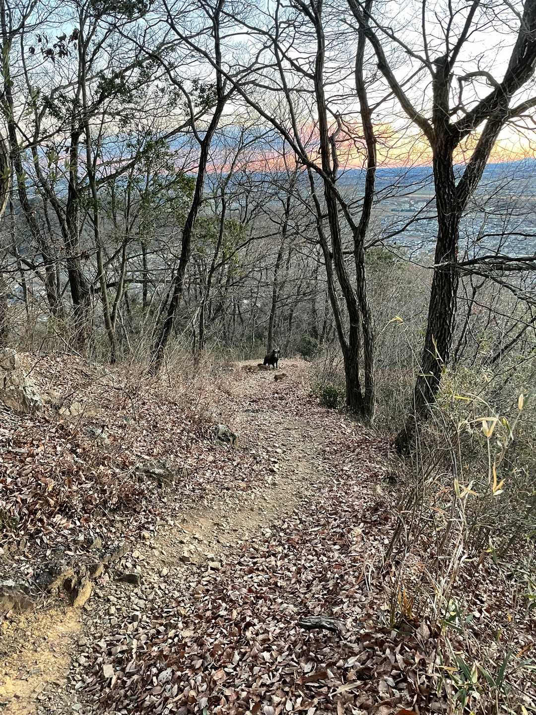 降りで
猪🐗ファミリーと遭遇⤴︎😅
向こうもびっくり⁉️
こっちもびっくり⁉️
素直に山に入ってくれました😅
瓜坊が慌てる姿が可愛いかったです⤴︎😊