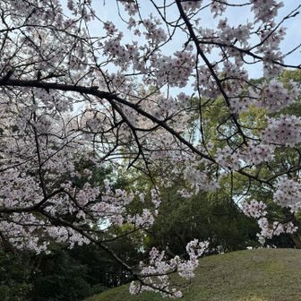 月見山の桜🌸