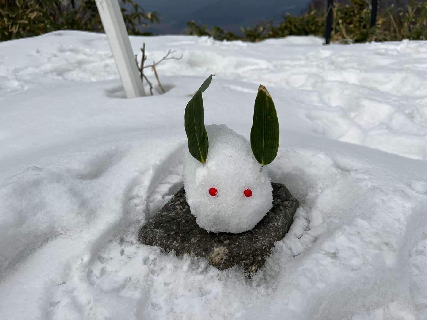 本日の雪うさぎ
雪がザラザラで固まらないので、雪の塊から削り出しました😊