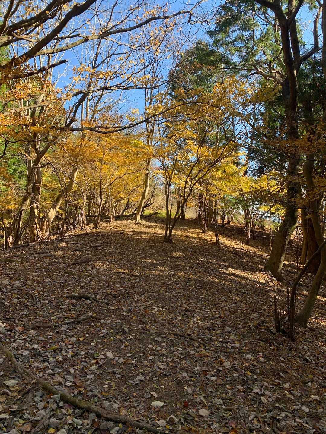 尺里峠-高松山 往復コースの写真