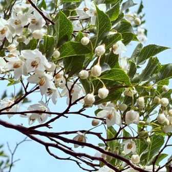 エゴの花、蕾もかわいい💕