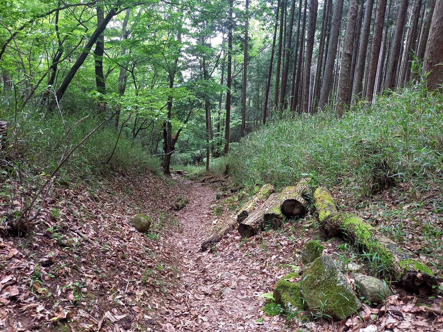 なだらかな下り道