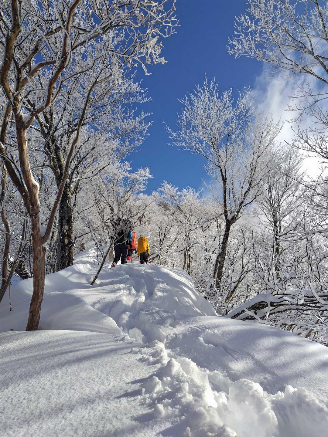 広域林道登山口-保月山 往復コースの写真