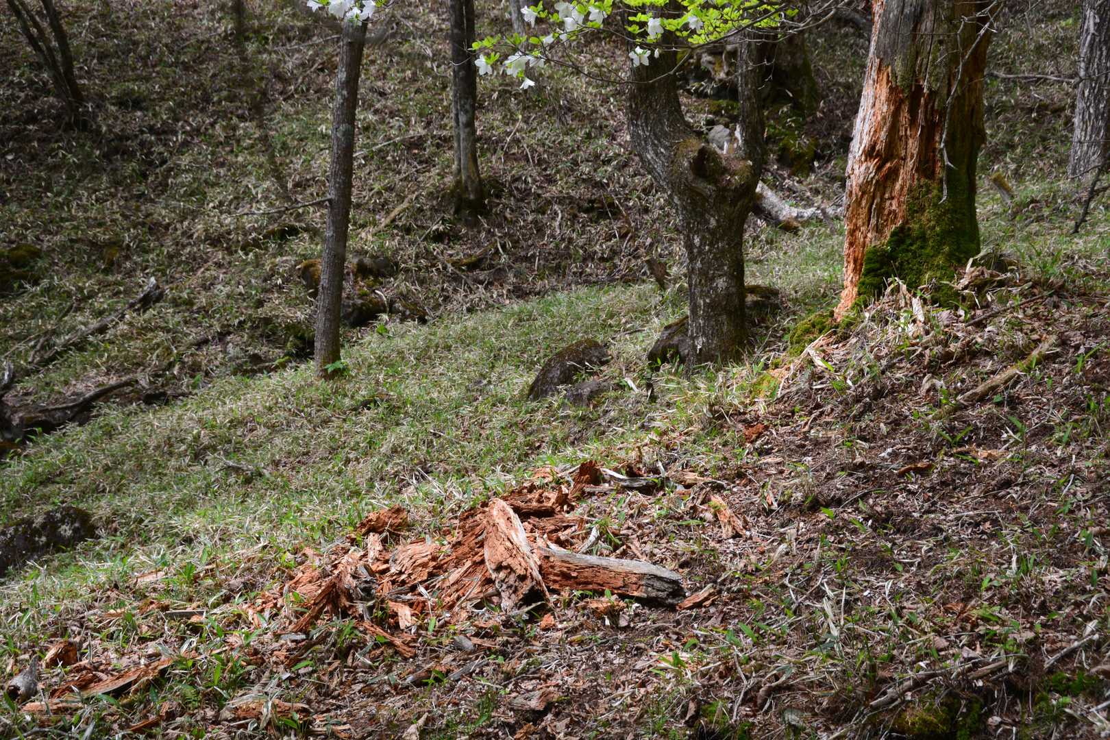枯れ木？を剝いたような跡。熊🐻さんか？