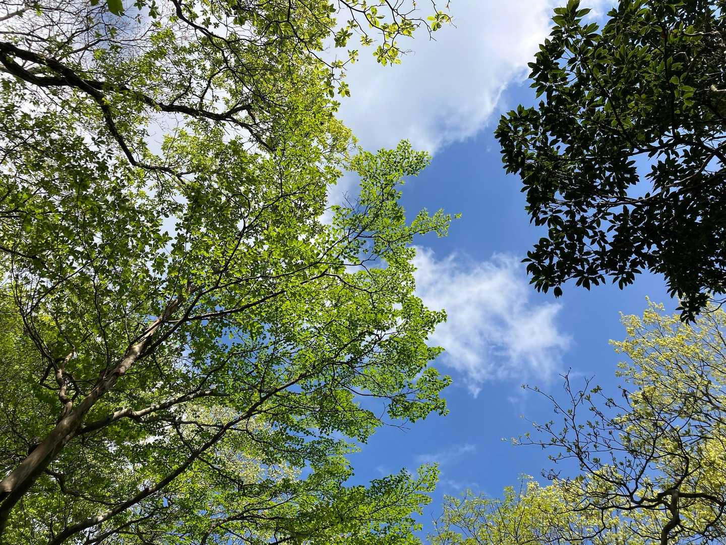 新緑と青空
もう5月だけど昨年とは違って寒い😨
去年は3月から夏日続出でしたよね