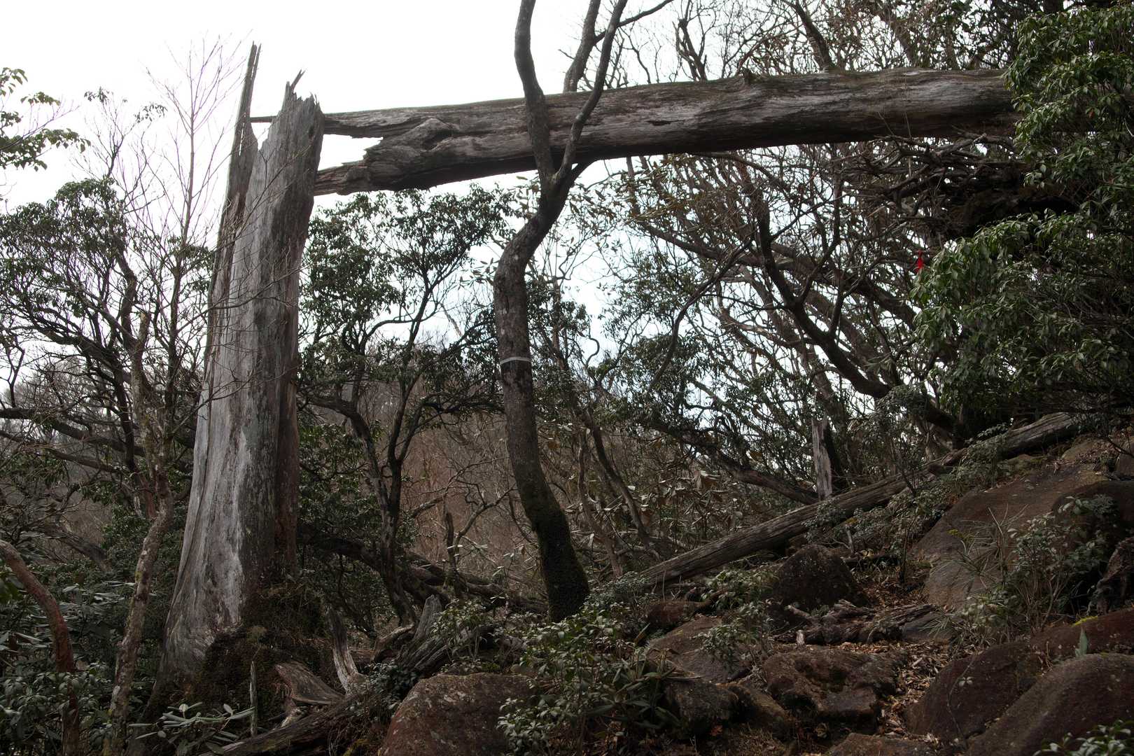 正面登山口-尾鈴山-長崎尾-矢筈岳 周回コースの写真