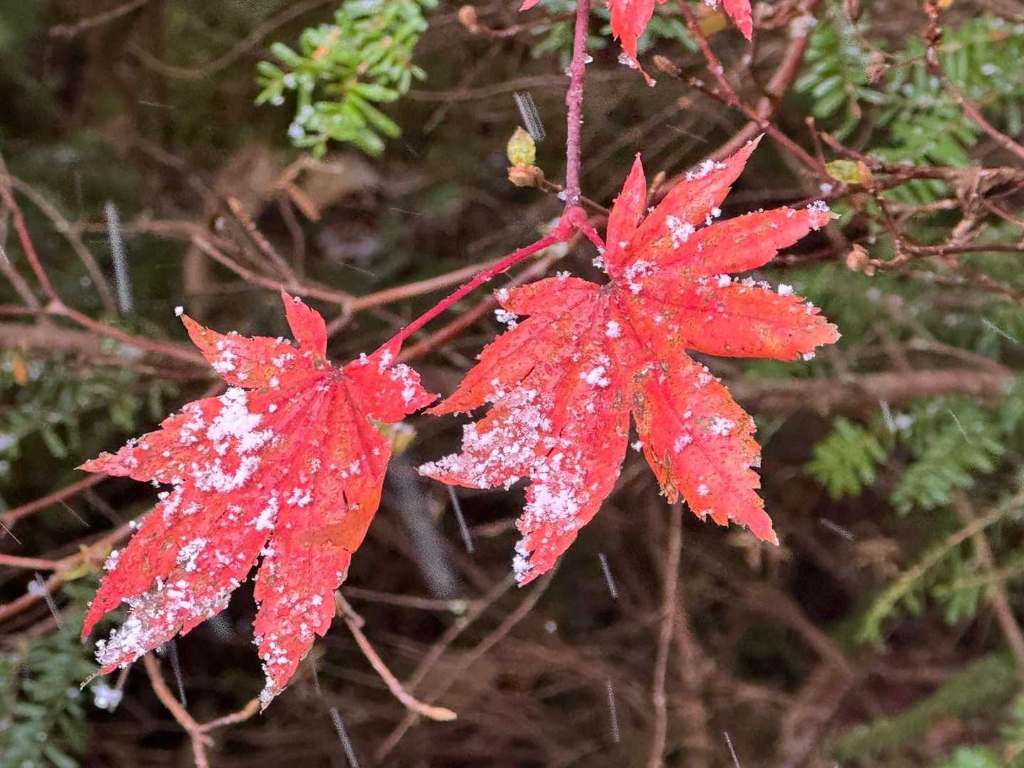 青木鉱泉バス停-地蔵岳 往復コースの写真