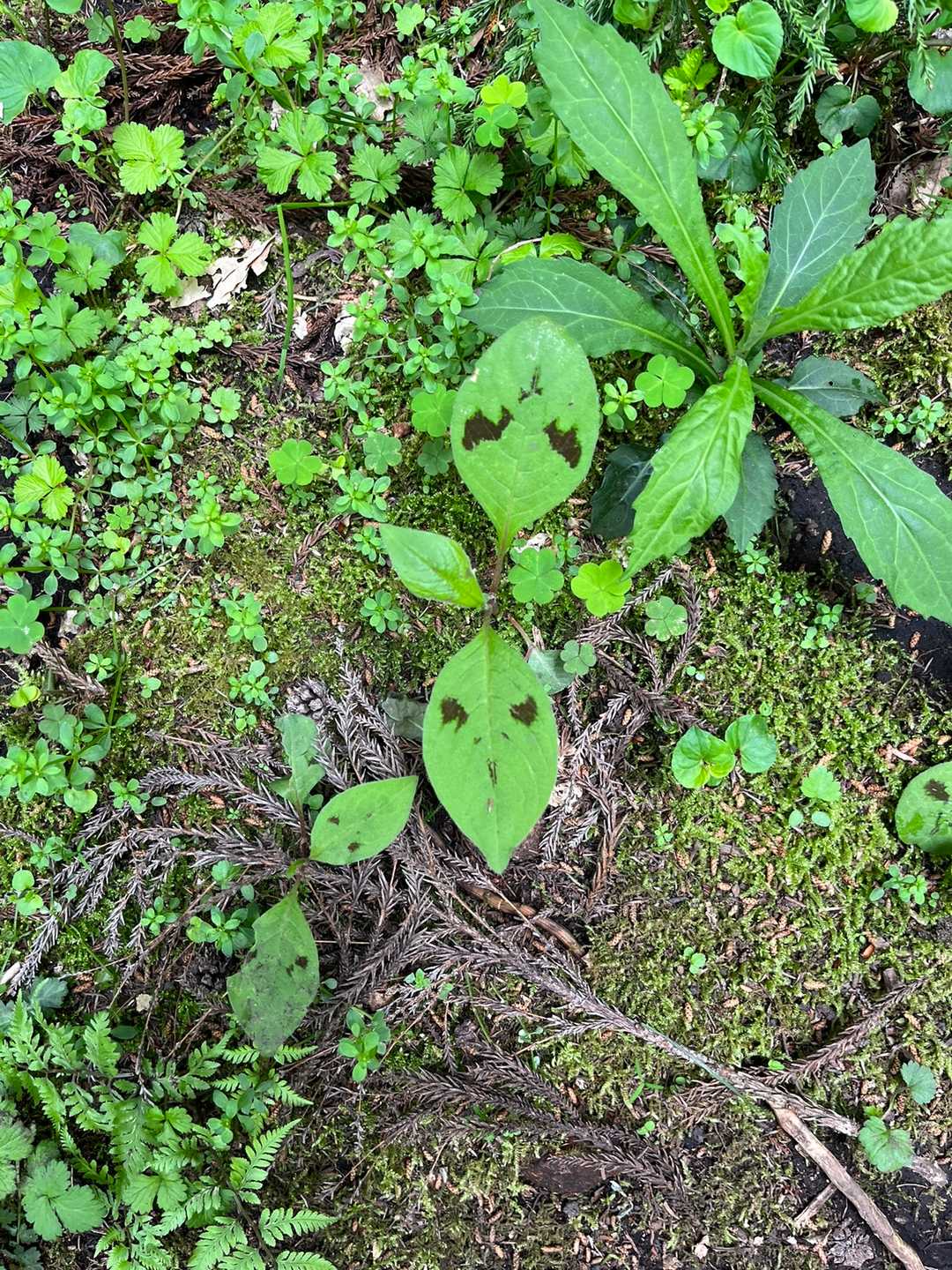 こっちのエイリアンソウ👽の方が丸い
　蓼科、ミズヒキの葉、秋に花がつきます。らしいです。