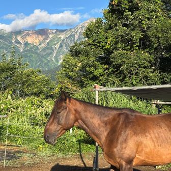 先に進むと🐎が。