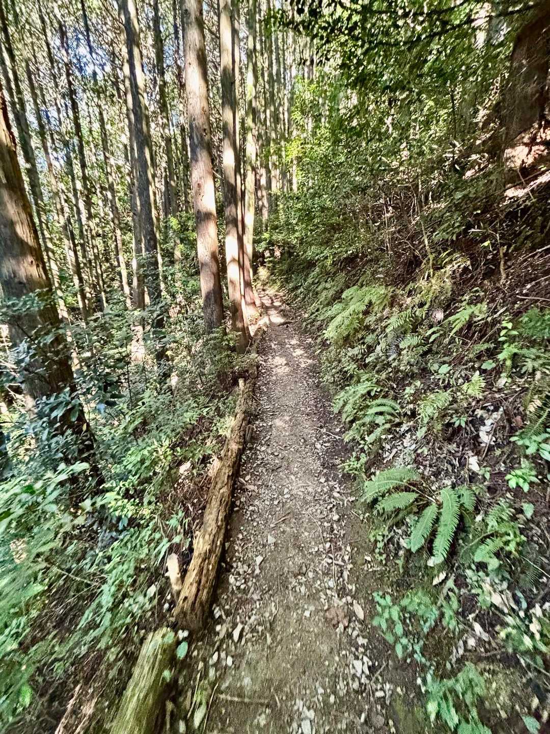 東鳳翩山二ツ堂登山口-東鳳翩山 往復コースの写真