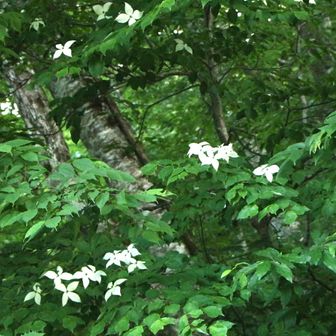 早速のヤマボウシの出迎えです🌸