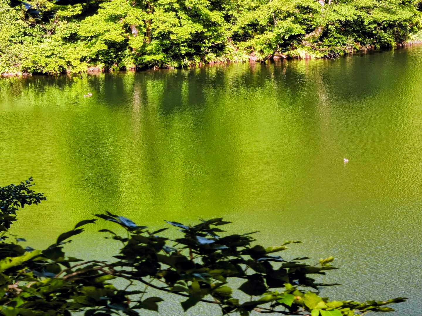 強風だったからずっと波立っていましたが緑色が綺麗