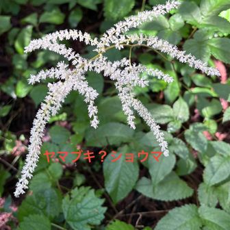 アカショウマのようです