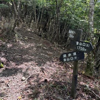 下の登山口からの合流点