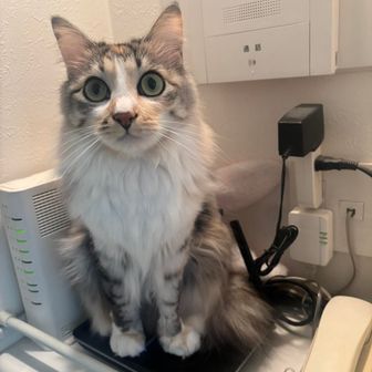 かおり