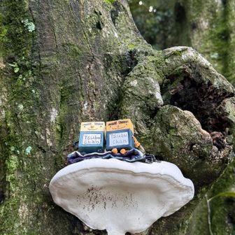 キレイなサルの腰掛け🐵
みっけ